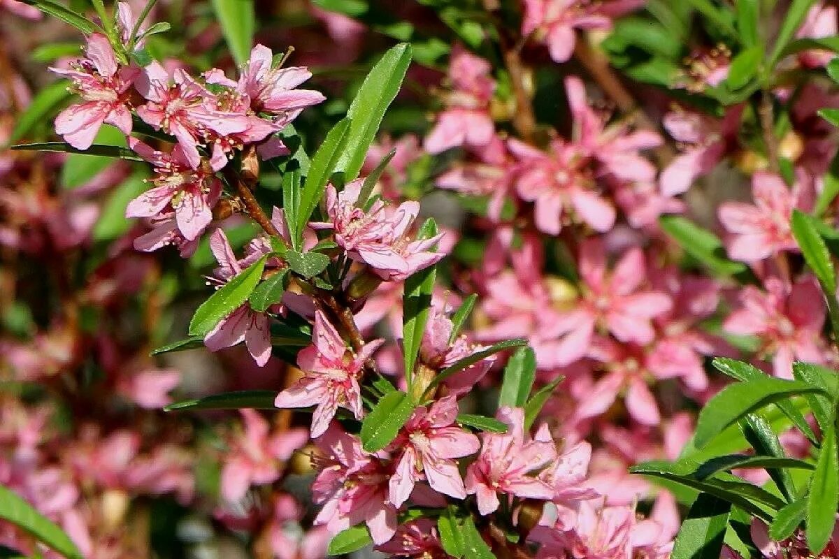 Миндаль бобовник. Миндаль бобовник куст. Миндаль Степной (Prunus tenella). Бобовник Степной.