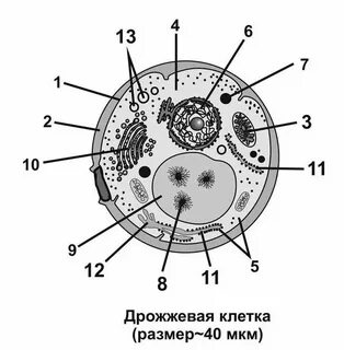 Гриб это клетка