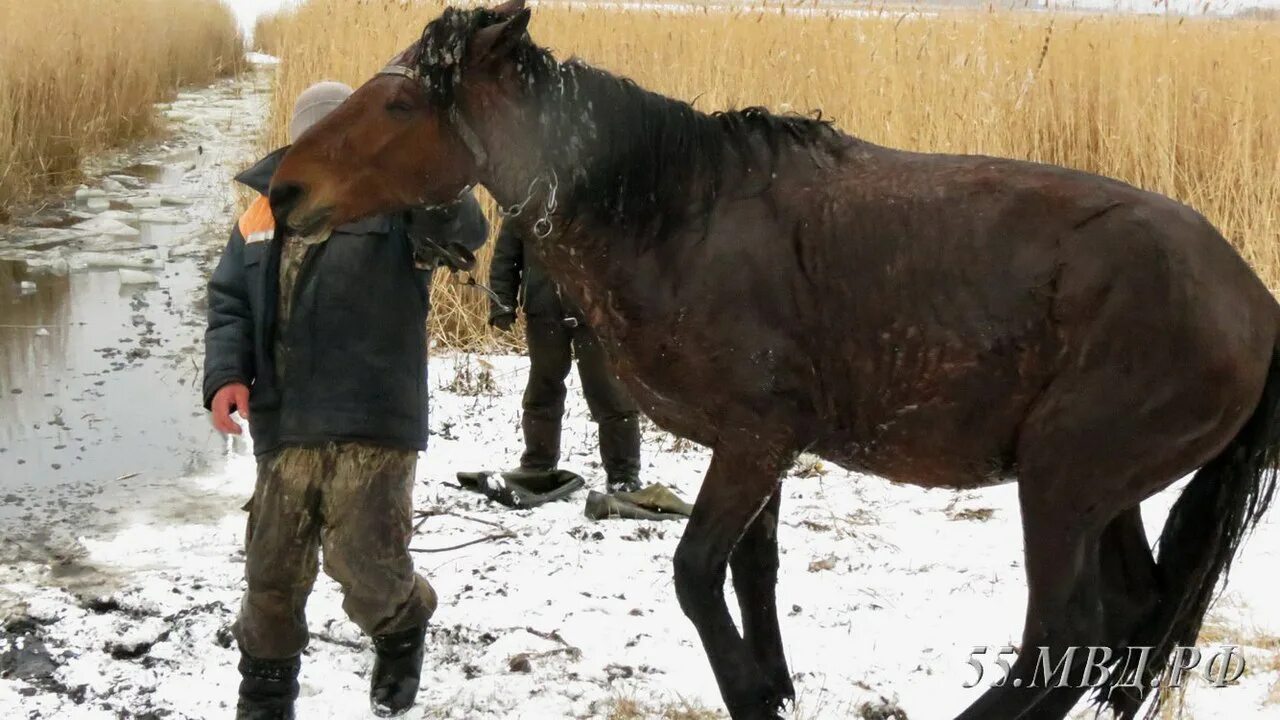 Похищение животного. Украли лошадь. крадут лошадей. похищение на лошади.