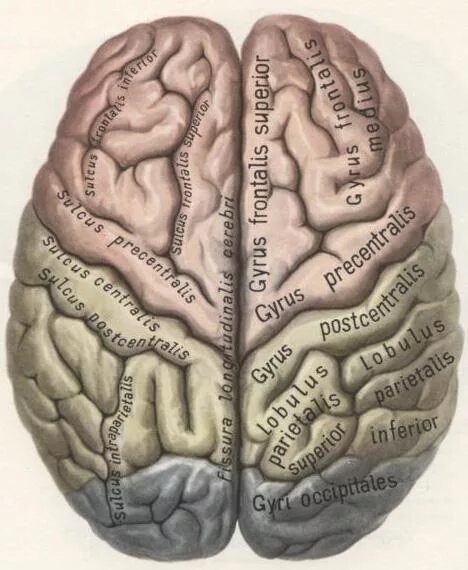 Борозды и извилины мозга человека. Синельников атлас мозг. Конечный мозг борозды и извилины полушарий. Полушария мозга извилины. Атлас Синельникова головной мозг.
