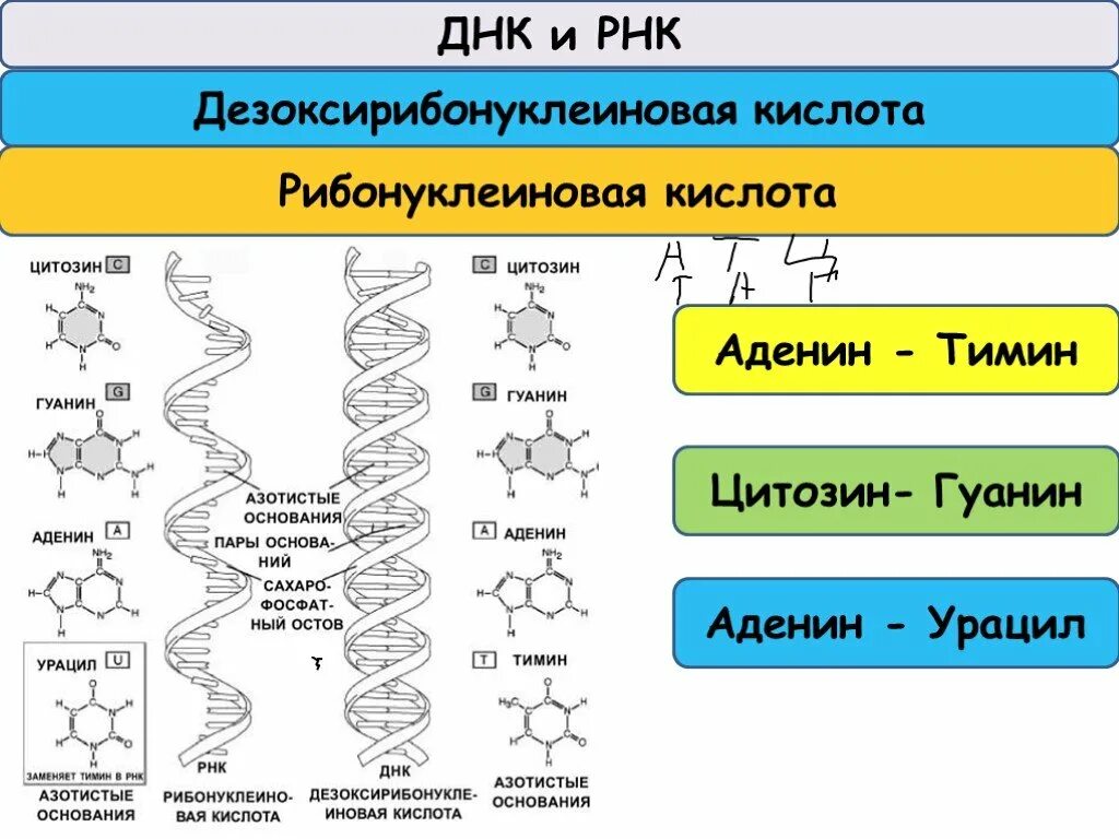 Рнк тимин урацил. ДНК аденин гуанин цитозин Тимин. Цепочка урацил гуанин цитозин Тимин. ДНК И РНК аденин Тимин гуанин цитозин урацил. Строение РНК аденин.