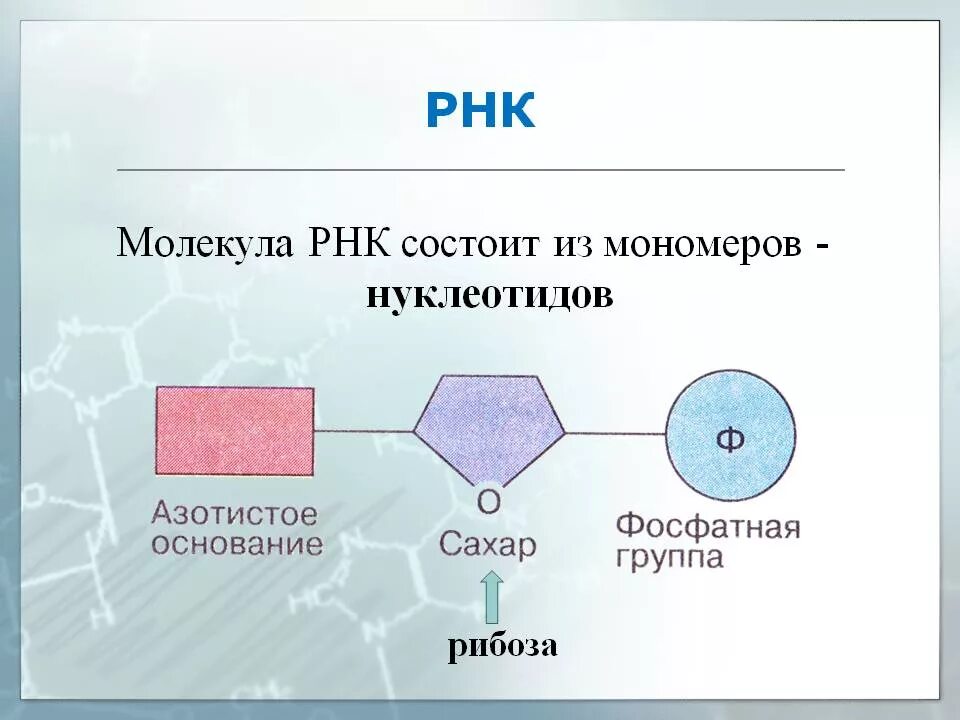 Состав нуклеотида молекулы рнк. Схема строения нуклеотида РНК. Строение нуклеотида молекулы РНК. Схема строения мономера РНК. Строение нуклеотида ДНК И РНК.