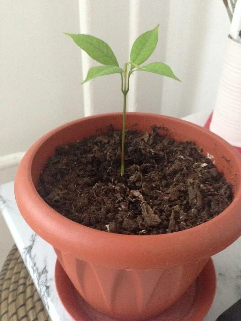 Как вырастить семена личи. Рамбутан росток. лонган росток. росток личи. косточка личи прорастить.