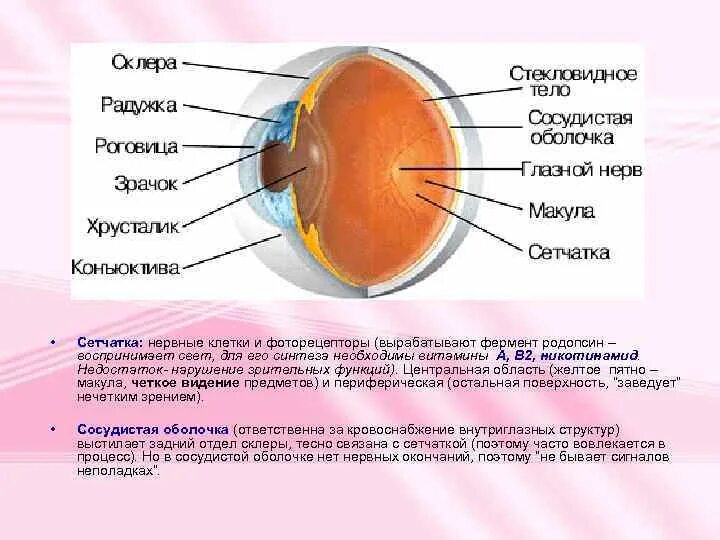 Сетчатка желтое пятно макула. Строение глаза желтое пятно. Строение глаза макула. Строение сетчатки макула. Склера сетчатка слепое