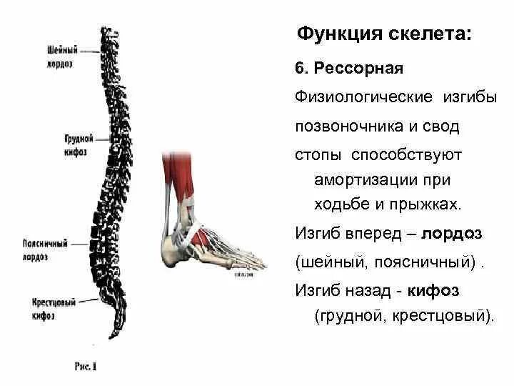 Амортизация скелета. Шейный грудной поясничный крестцовый кифоз. Амортизационная функция скелета. Стопа и позвоночник. Стопы и позвоночник взаимосвязь.