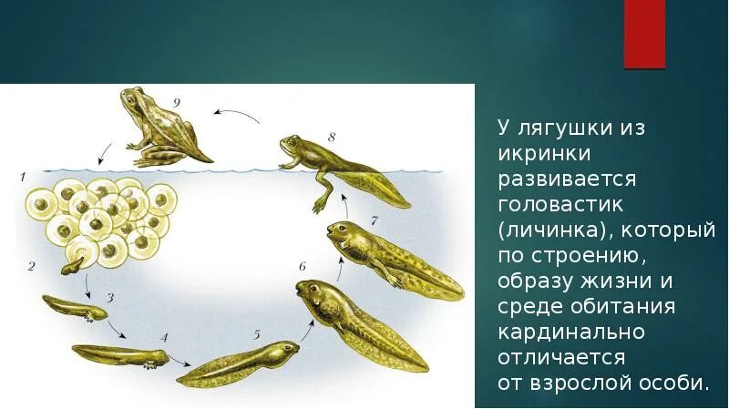 Личинки похожие на взрослых особей называют. Личинки похожие на взрослых особей называют