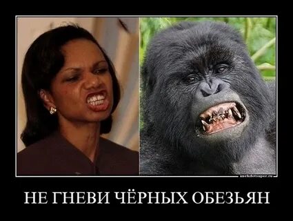 Сравнение обезьян