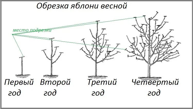 Нужно ли обрезать яблоню. Схема обрезки саженцев яблони. Схема обрезки яблони весной. Обрезка 3х летней яблони весной схема. Схема обрезки саженцев яблони весной.