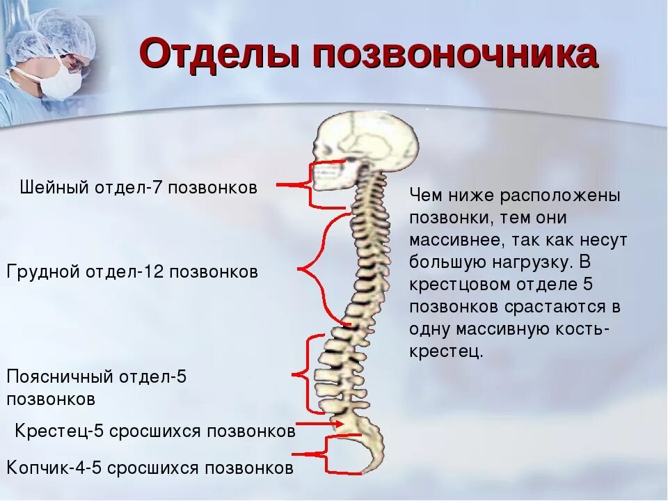 Сколько позвонков входит в состав шейного. Шейный отдел позвоночника —7—7 позвонков. шейный отдел позвоночника вид сзади. позвоночник шейный отдел строение с4. 5 позвонок шейного отдела.