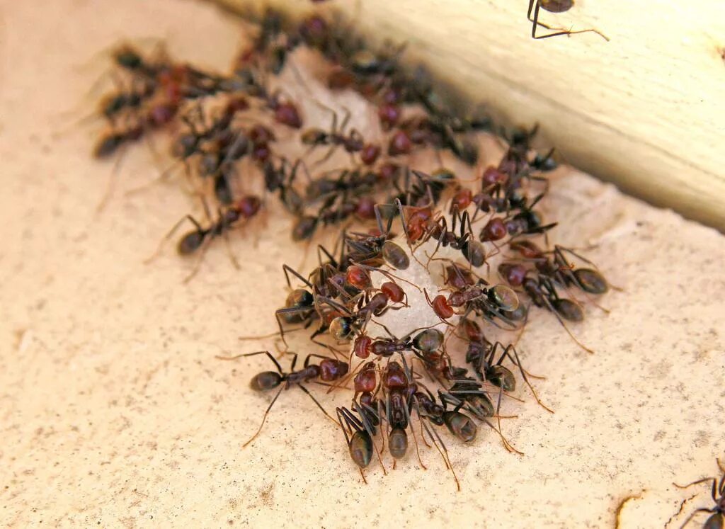 Домашние насекомые разводит человек. Насекомые в квартире. Мураши насекомые в доме. Муравьи в квартире. Домашние насекомые муравьи.