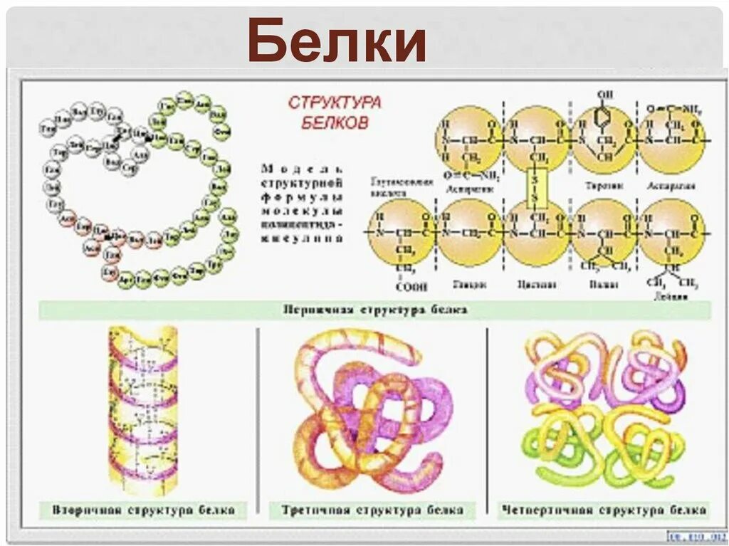 Каков состав белка. Белки первичная структура химия. Структуры белковых молекул таблица. Синтез первичной структуры белковой молекулы. Перечислите структуры белка, состав..