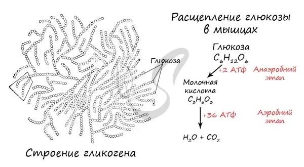 Расщепление глюкозы в мышцах