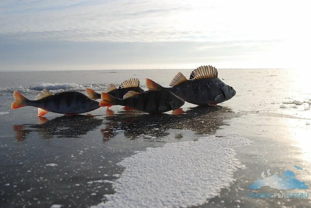 Рыбинское водохранилище рыба. Рыбинское водохранилище Рыбинское водохранилище. Рыбинское водохранилище рыбалка. Судак Рыбинского водохранилища. Рыба на рыбинском водохранилище