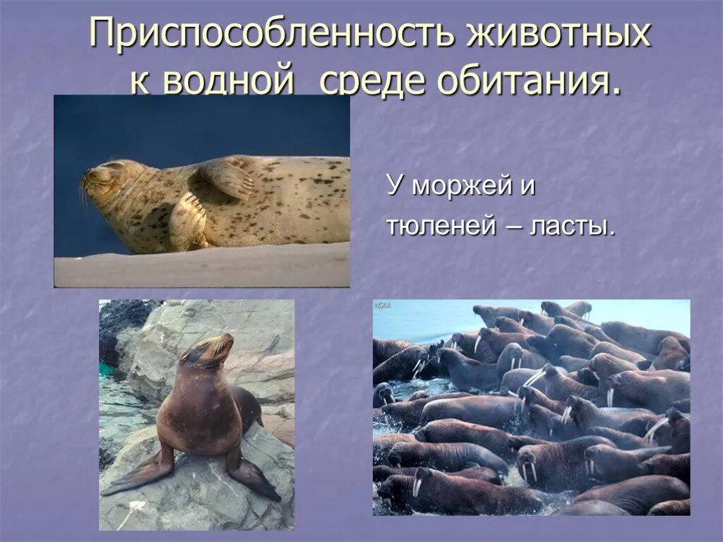 Морж приспособление к среде обитания. Приспособления моржа к водной среде обитания. Приспособление к среде. Приспособление животных к среде. Приспособления ластоногих.