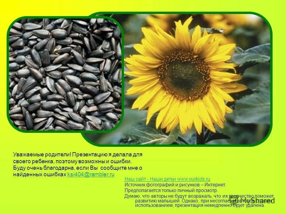 Семена подсолнечника сорт тунька. Семечки класс. Семена семечки. Ясон семена подсолнечника. Импортные семена.