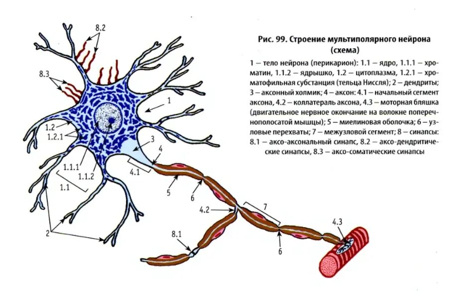 Мальтиполярный нерв строение. На схеме строения нейрона миелиновая оболочка. Строение нервной клетки гистология. Схема строения нейрона гистология. Нервные узлы и нейрон