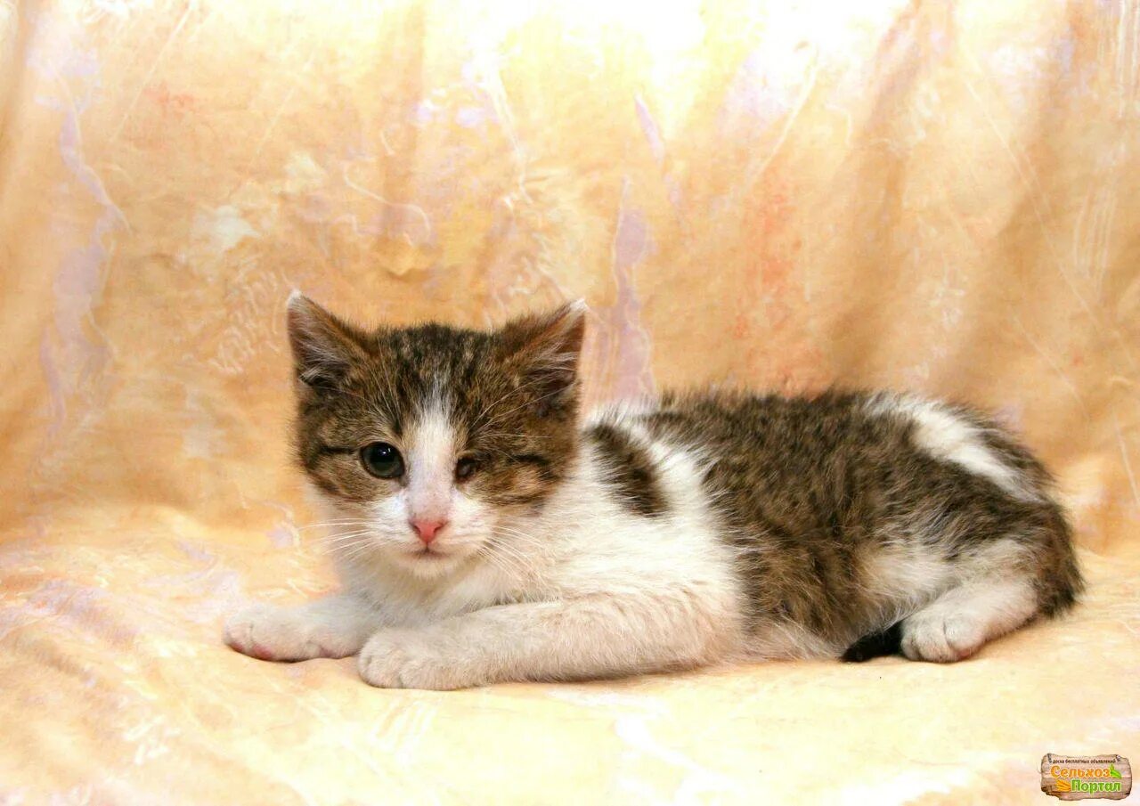 Как выглядит котенок в 5. Котенок 4 месяца. котенок 7 месяцев. котенок 4-5 месяцев. котенок 5 месяцев.