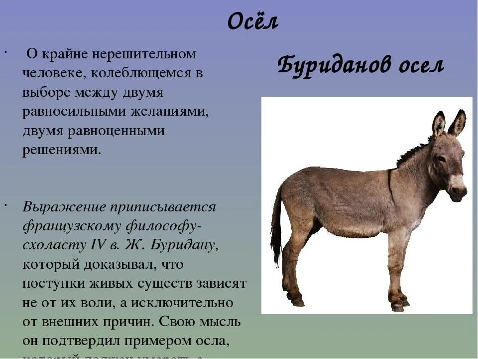 Буриданов осёл притча. Притча о буридановом осле. Сообщение про ослика. Интересные факты об ослике. Сколько живут ишаки