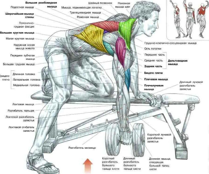 Штанга поясница. Упражнения на развитие широчайшей мышцы спины. Как прокачать широчайшие мышцы спины. Упражнения для широчайших мышц спины со штангой. Прокачка широчайших мышц спины штангой.