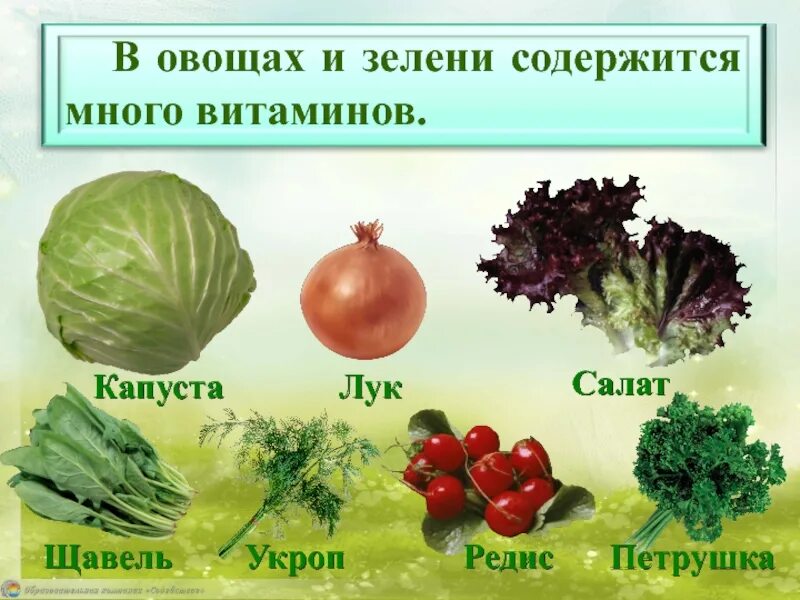 Какого витамина больше всего в капусте. Витамины содержасщихся в укропе. Витамины в зелени петрушке и укропе. Петрушка витамины. Что содержится в петрушке витамины.