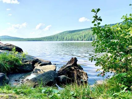 Растения озера тургояк