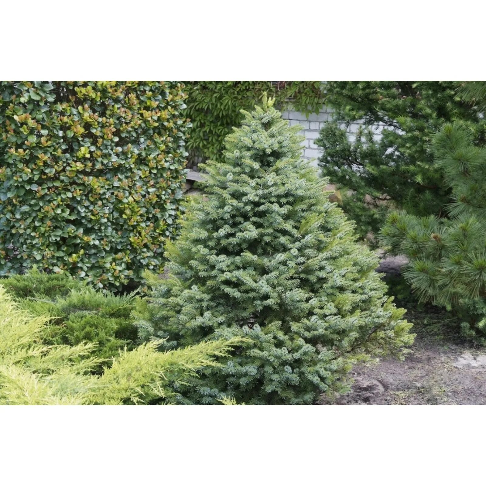 Ель nana. Ель сербская picea omorika. Picea omorika nana. Ель nana. Ель nana.
