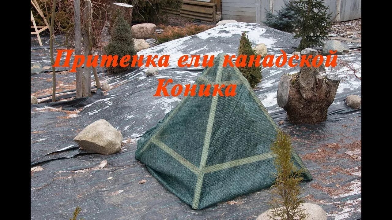 Как укутать тую на зиму