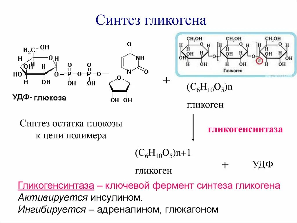 Синтез гликогена происходит. Гликогенолиз биохимия схема. Синтез и распад гликогена биохимия. Составьте схему синтеза гликогена. Стадии синтеза гликогена.