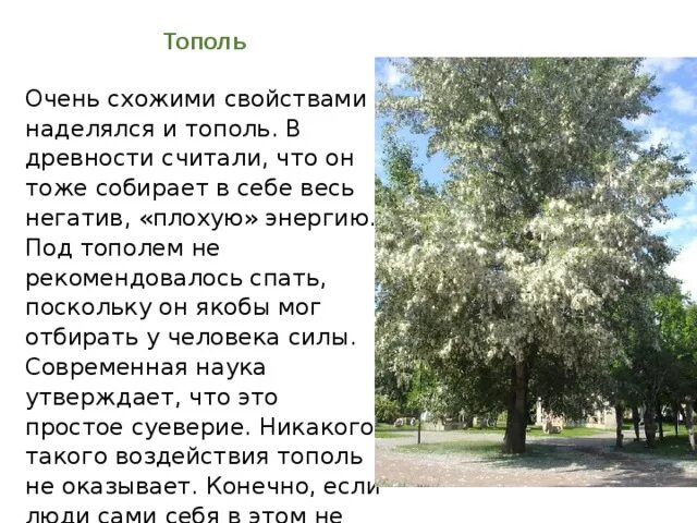 Тополь описание. Тополь презентация. Тополя текст. Тополь мужское дерево.