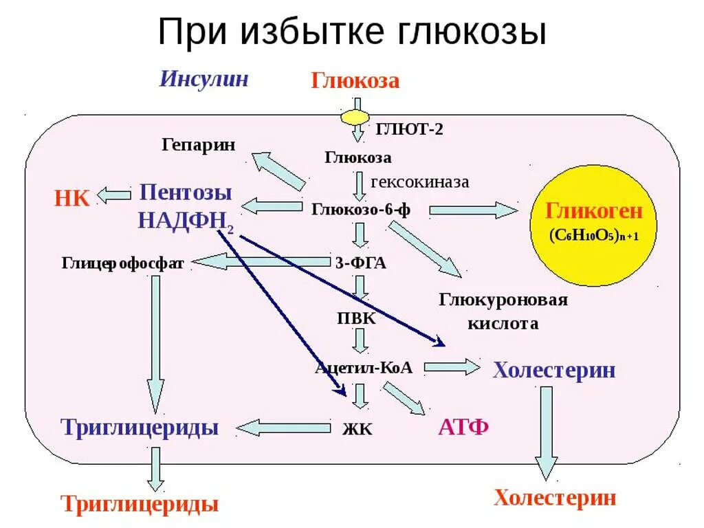 Схема превращения Глюкозы в холестерин. Регуляция синтеза инсулина биохимия. Схема синтеза холестерина из Глюкозы. Синтез холестерина схема. Участвует в превращении глюкозы в гликоген