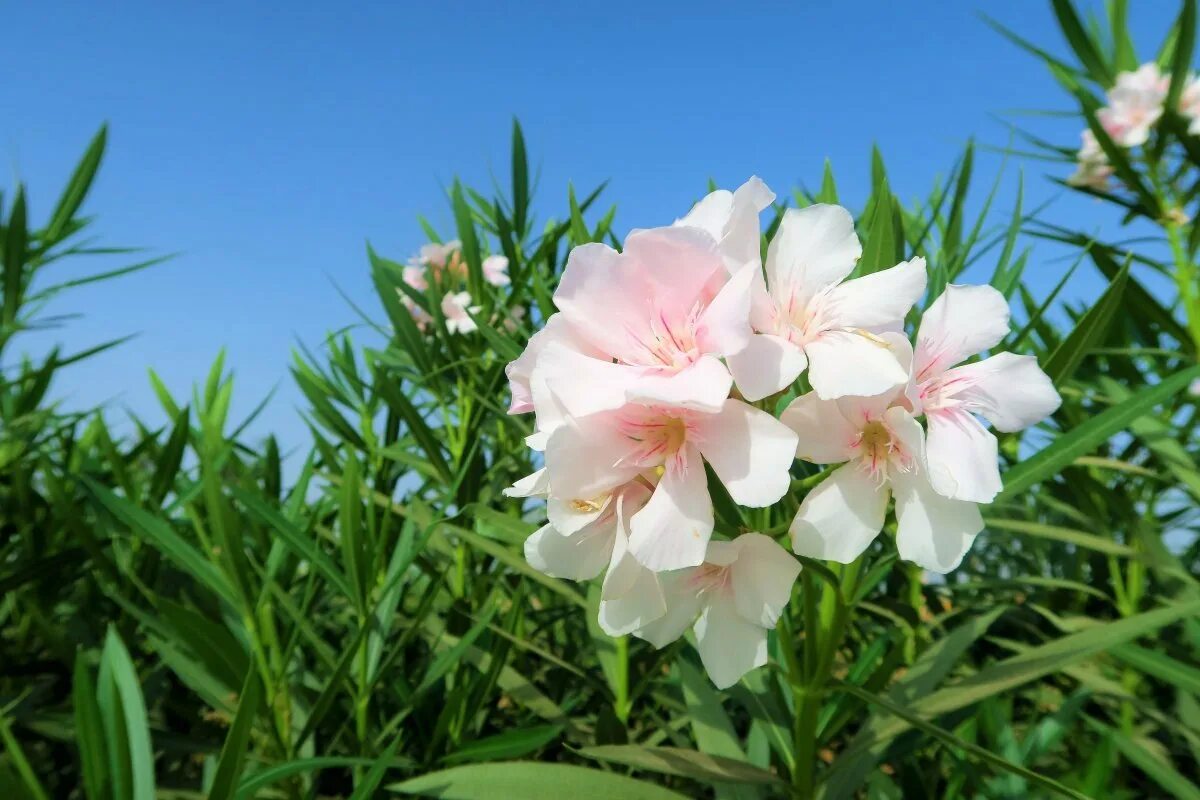 Олеандр. Олеандр (nerium oleander). Олеандр махровый. Олеандр душистый. Олеандр (nerium oleander).