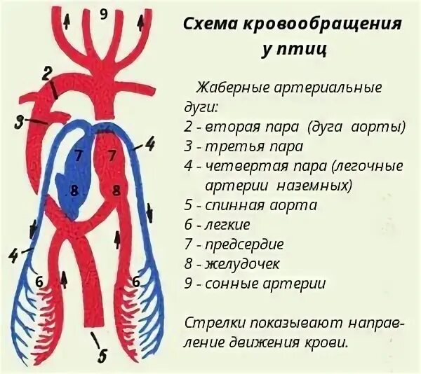 Схема кровообращения птиц