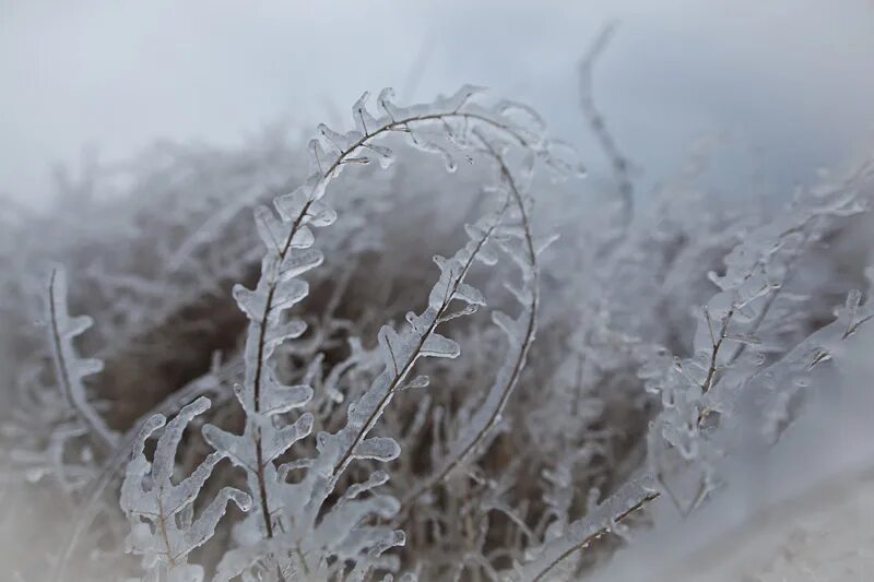 полынь болотная. иней на полыни 1. паутина в инее. иней на траве. иней на полыни 1.