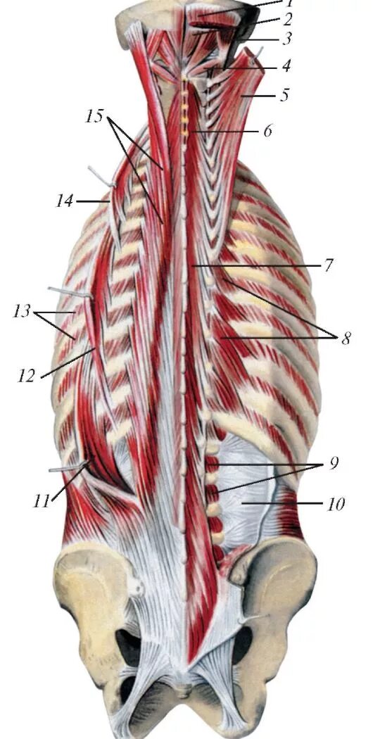 Глубокие спинные. 1. Подвздошно-реберная мышца поясницы;. Подвздошно остистая мышца спины. Подвздошно-реберная мышца m. iliocostalis. Подвздошно реберная мышца спины анатомия.