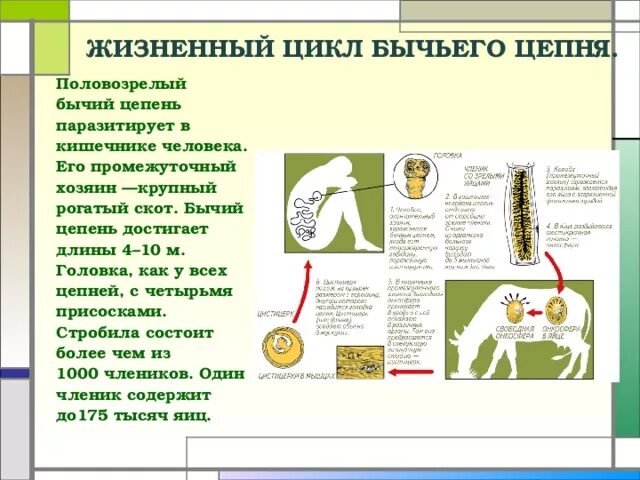 Стадии развития цепня. Циклы развития паразитических червей бычий цепень. Циклы развития паразитов бычий цепень. Циклы паразитических червей бычий цепень. Ленточные черви цикл развития.