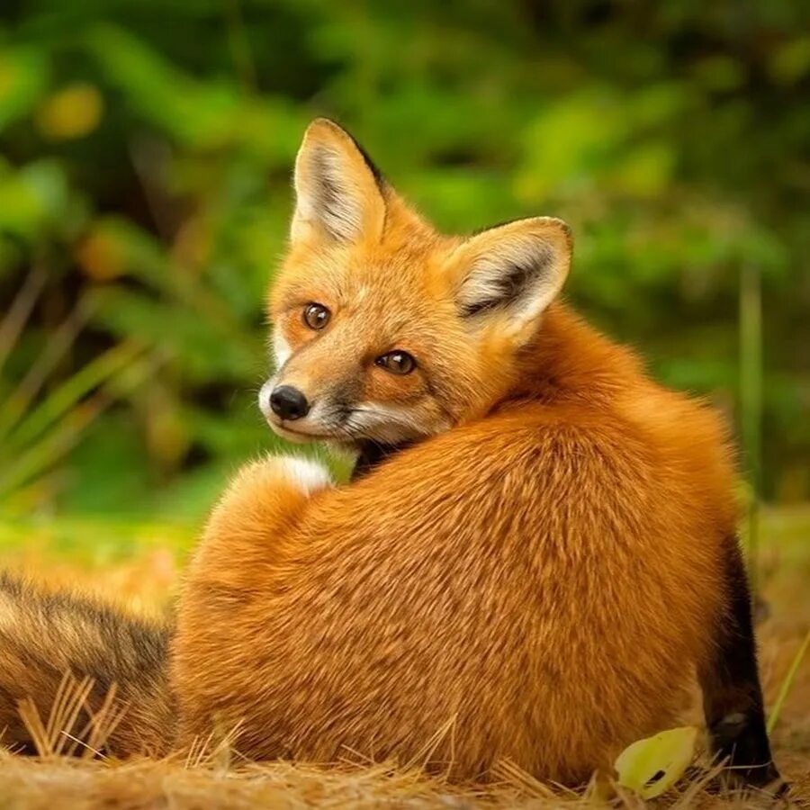Лисы на английском. Клуб лисы. Лиса спасибо огромное фото. Many Foxes.