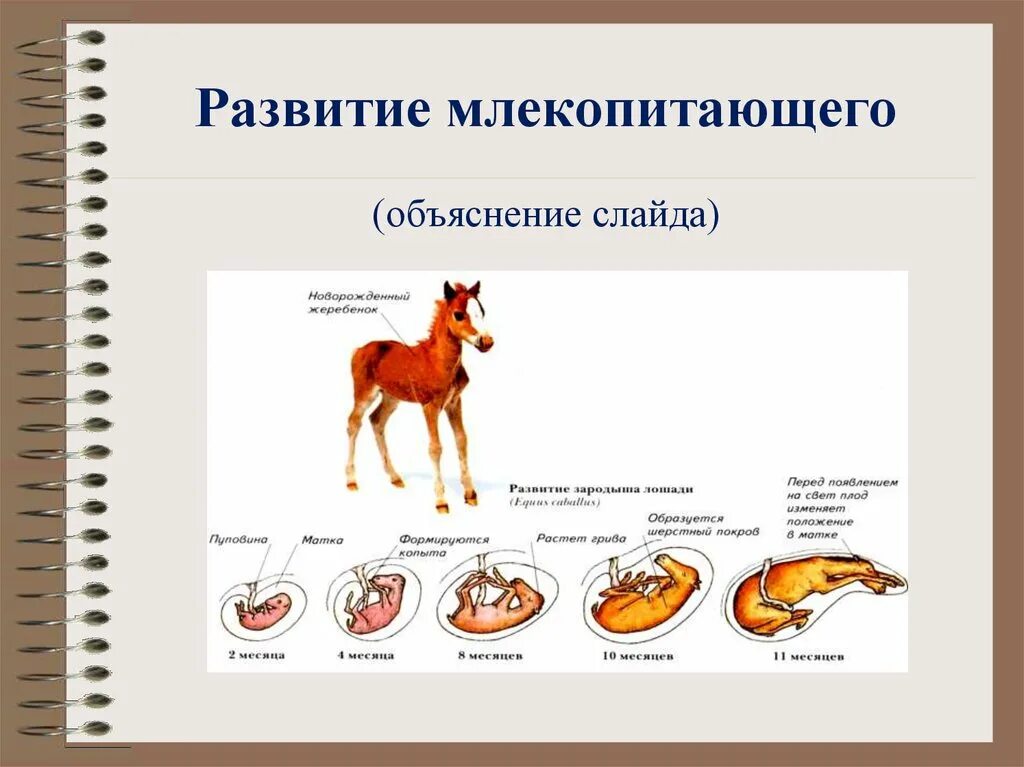 К особенностям размножения млекопитающих относят. Цикл развития млекопитающих схема. Схема развития млекопитающих 7 класс. Схема размножения и развития млекопитающих. Схема развития млекопитающих 3.