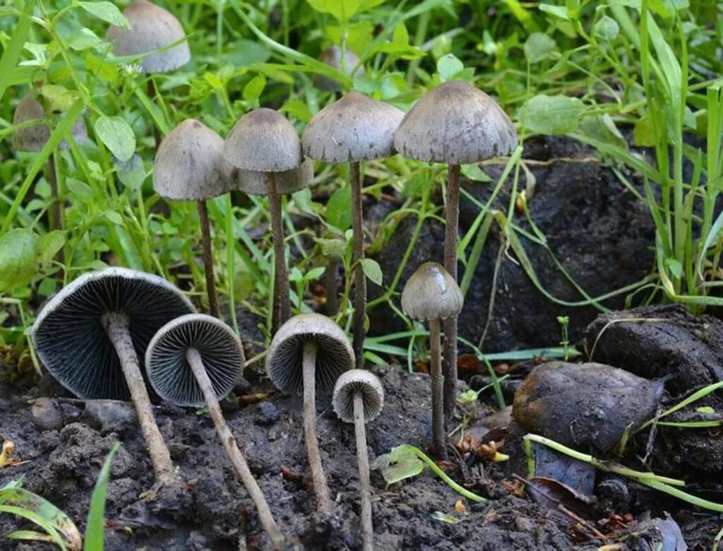 Panaeolus papilionaceus. Панеолус (panaeolus). Панеолус (panaeolus). Навозник колокольчатый. Панеолус мотыльковый.