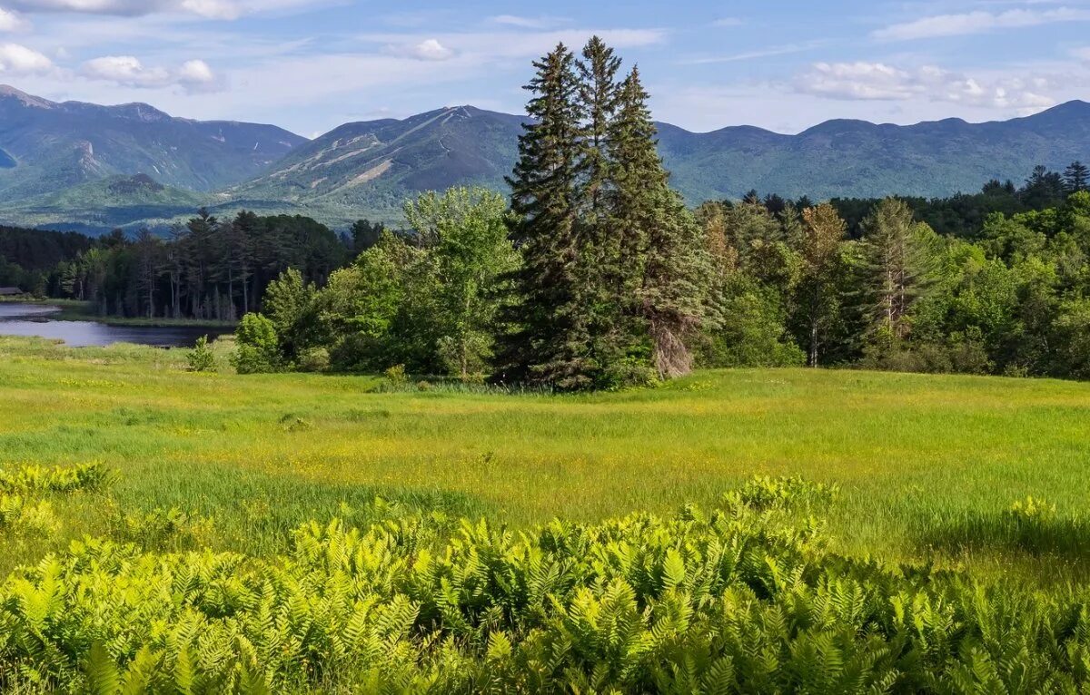 Альпийские Луга Швейцария. Природа Южного Урала Солнечная Поляна. Альпийские Луга Алтая. Панорама леса.