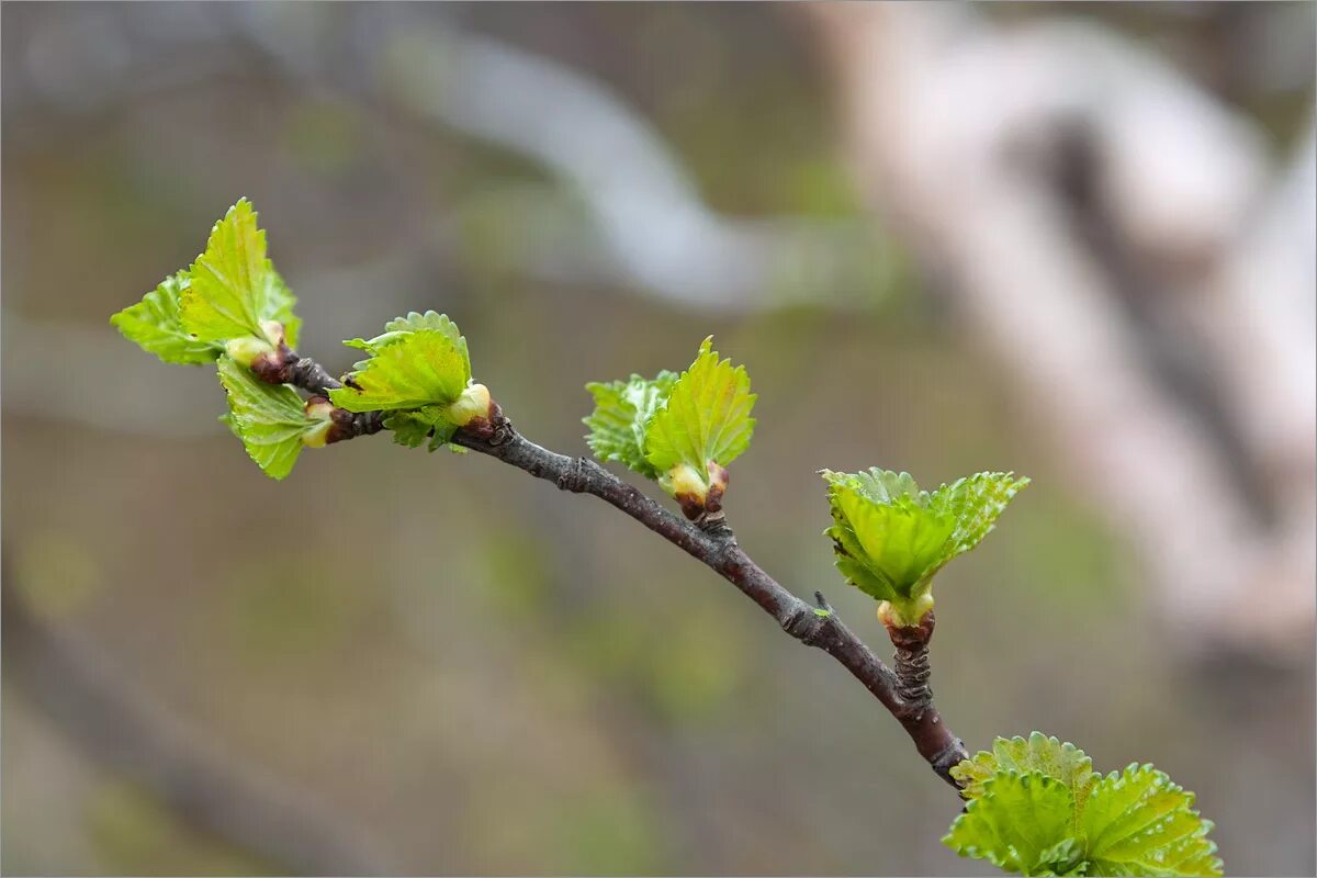 Бруньки ольхи. Распускание берёзовых почек. Betula czerepanovii. Распускаются листочки. Вырастет и распустится