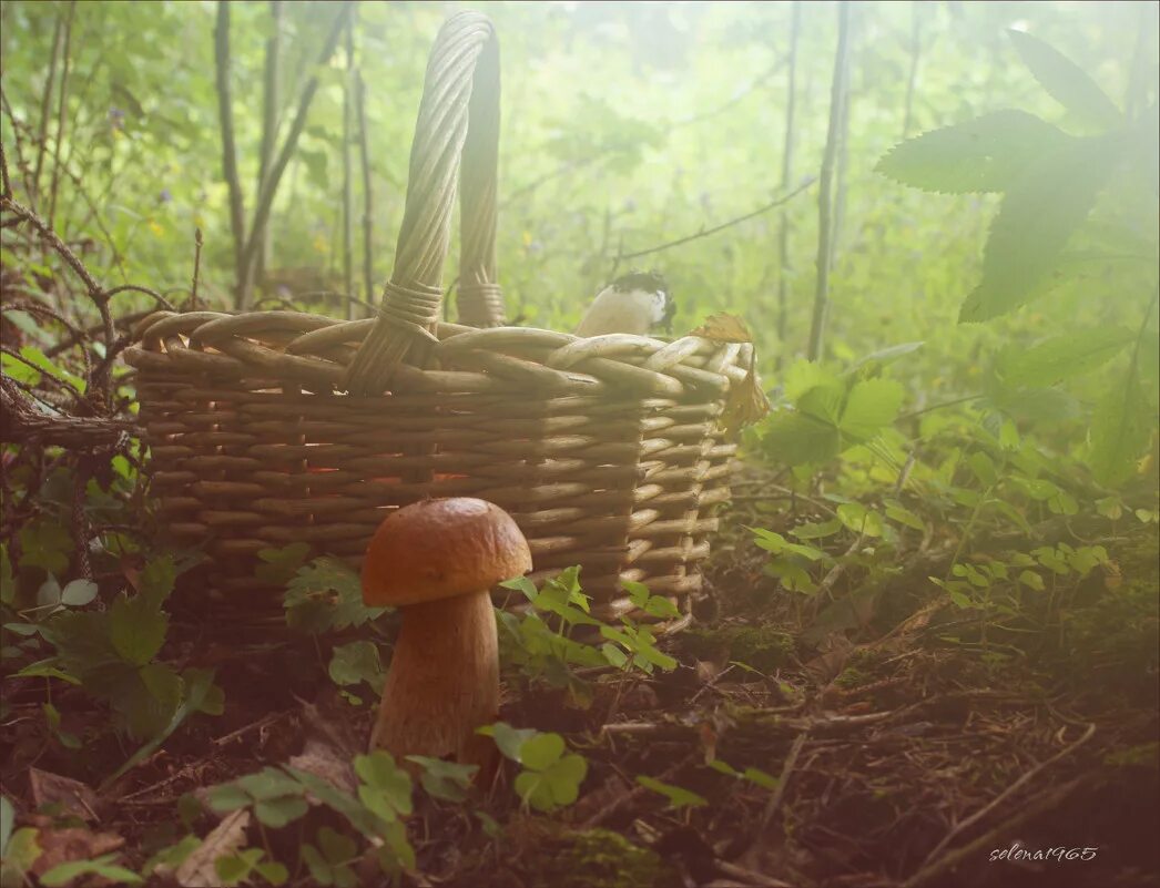 Поляна с грибами. Гриб боровик. Утро лес грибы. Грибы хабаровского края опята. Грибы на поляне.