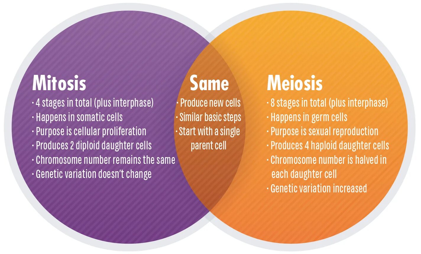 Mitosis and Meiosis. Meiosis vs Mitosis. Mitosis Stages. Stages of Meosis.