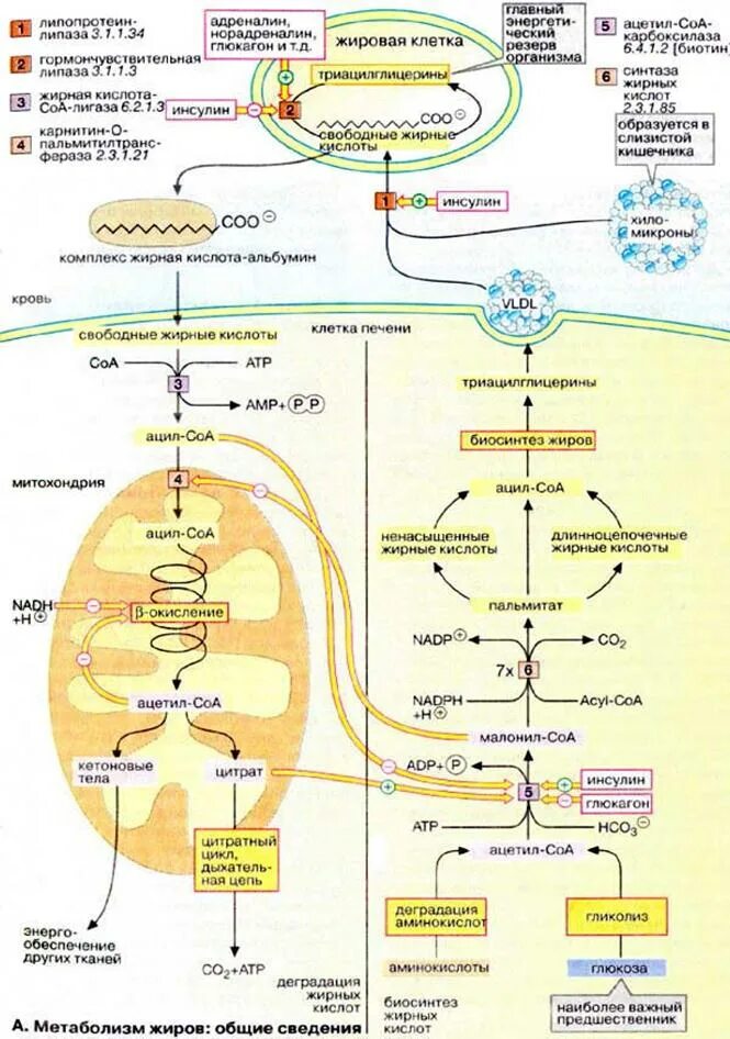 Жирные кислоты в печени. Схема метаболизма жирных кислот. Схема метаболизма липидов биохимия. Схема метаболического пути жирных кислот. Метаболизм жирных кислот в организме биохимия схема.