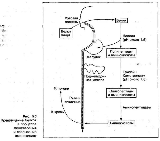 Фермент расщепления белков в желудке. Расщепление белка схема. Схема переваривания углеводов биохимия. Схема процесса переваривания белков. Схема процесса расщепления белка в организме.