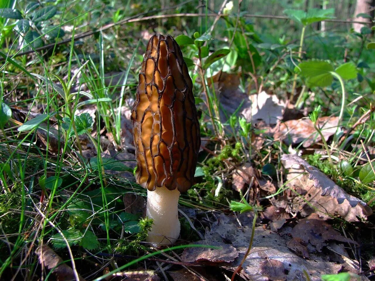 Сморчки грибы. Сморчок обыкновенный. Гриб строчок и сморчок. Сморчок (Morchella). Как выглядит гриб сморчок фото