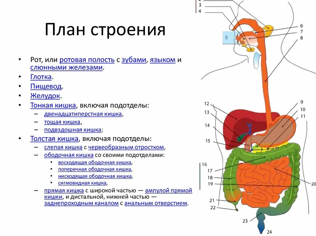 Строение трубки пищеварительной системы. Пищеварительная система схема план строения. Общий план строения пищеварительной системы. Передний отдел пищеварительной трубки. Установи взаимосвязь структуры организма начиная с наименьшей