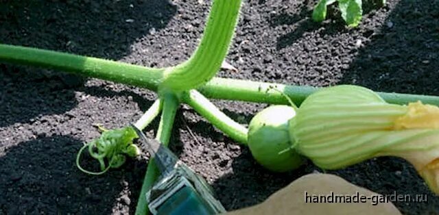 Формирование кустов тыквы. Прищипывание плетей тыквы. пасынкование тыквы. плети тыквы. тыква формирование плетей.