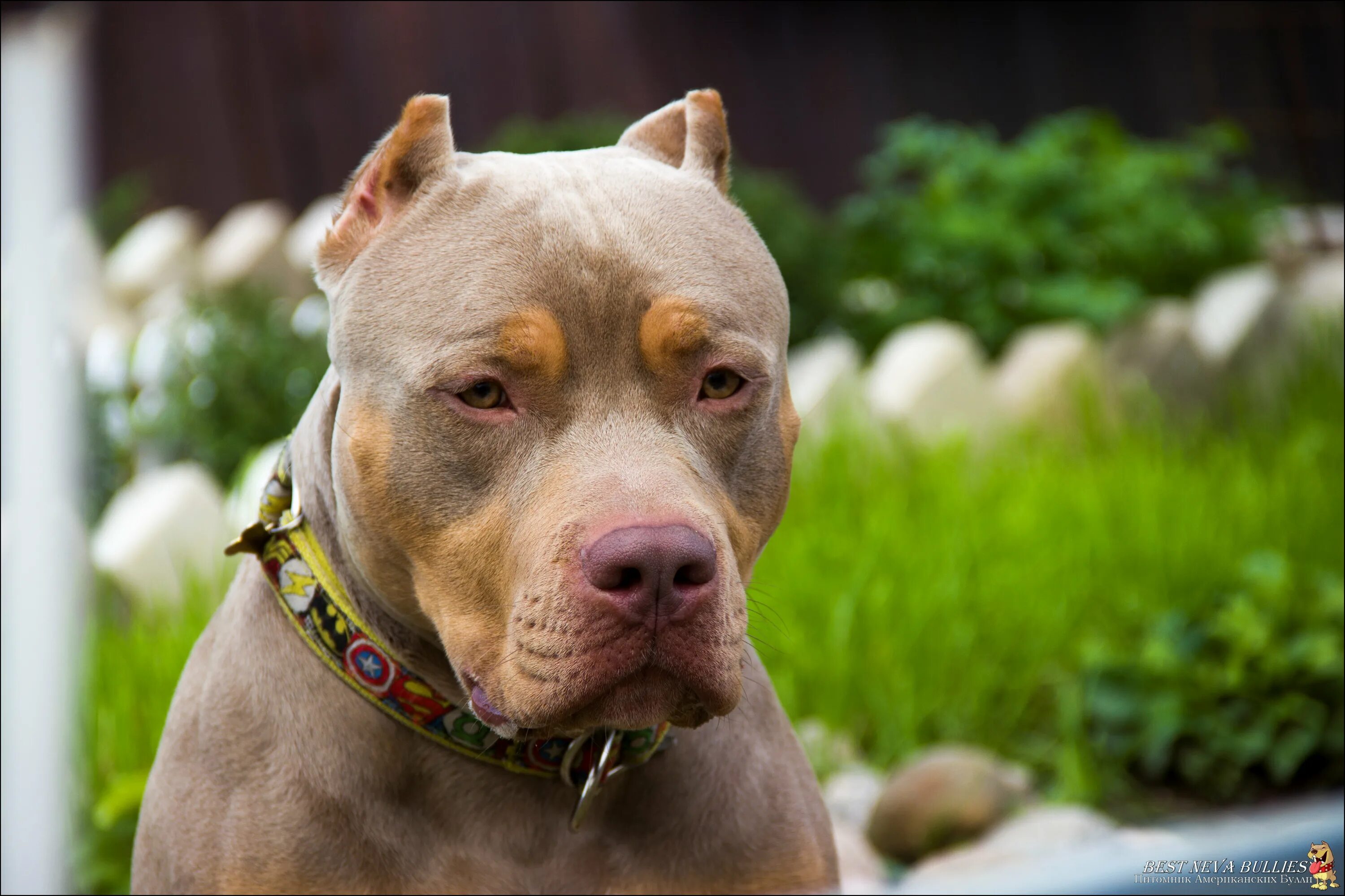 Best bully