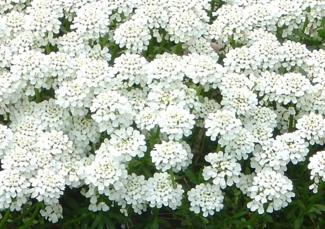 Большие цветы во сне. К чему снятся белые цветы. Куча белых цветов. К чему снится цвето. Комнатное растение с маленькими белыми цветочками название.