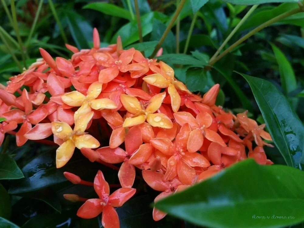 иксора sp. иксора куст. иксора логотип. иксор 4. иксора филиппинская звезда.